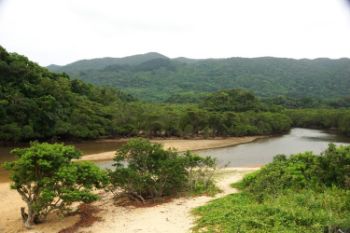 Fukido mangrove